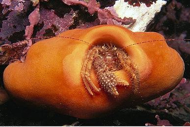 《盗贼之海》2022预览活动 将于1月28日举行